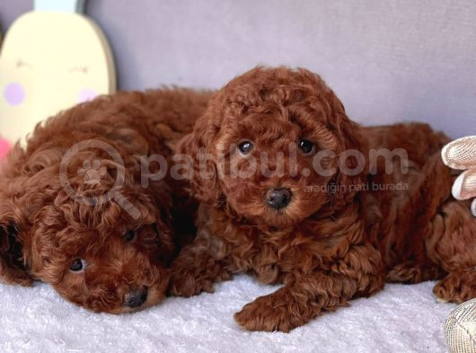 Red Brown Mini Toy Poodle Yavrular