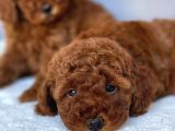 Red Brown Mini Toy Poodle Yavrular