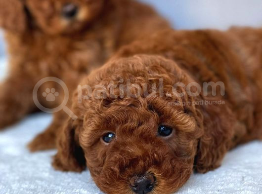 Red Brown Mini Toy Poodle Yavrular görsel