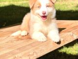 Avustralya Çoban Köpeği Ausie Yavruları