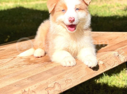 Avustralya Çoban Köpeği Ausie Yavruları
