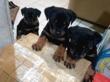 Safkan Yavru Rottweiler