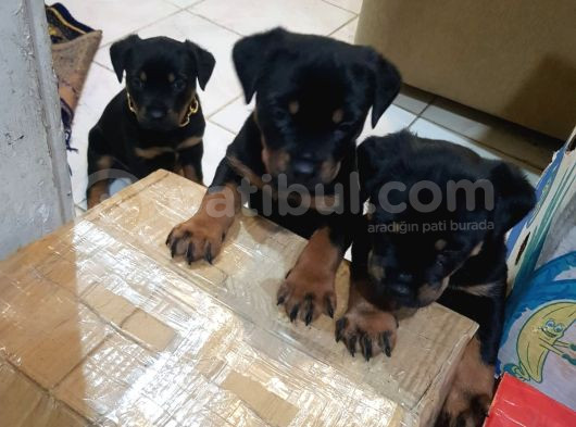 Safkan Yavru Rottweiler