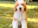 Kahve beyaz particolor Labradoodle Yavrular