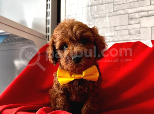 Süperrr Kalitede Maltipoo Yavrular 