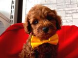 Süperrr Kalitede Maltipoo Yavrular 