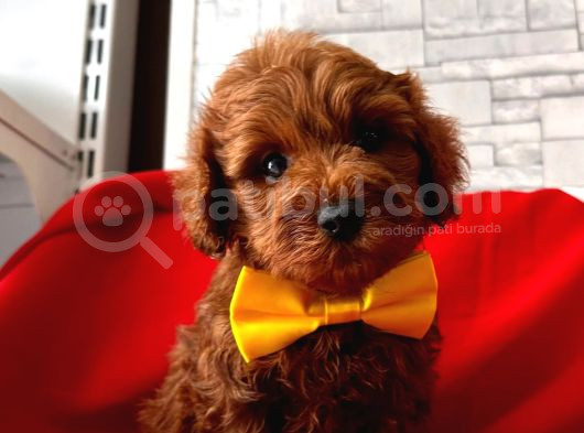 Süperrr Kalitede Maltipoo Yavrular  görsel