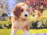 Particolor İki renkli Dev poodle Yavrular