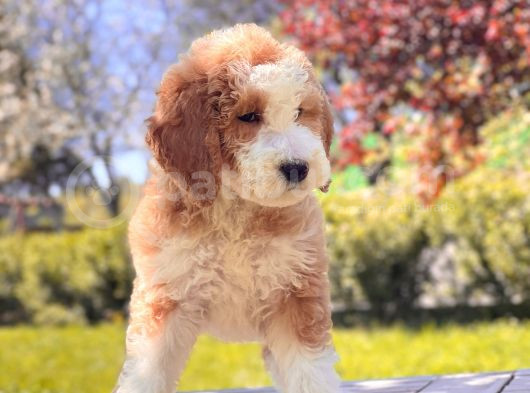Particolor İki Renkli Dev Poodle Yavrular