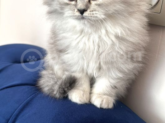 3 Aylık Prenses görsel