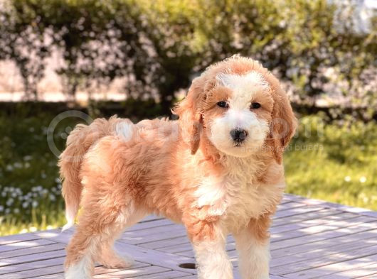 Particolor İki Renkli Dev Poodle Yavrular görsel