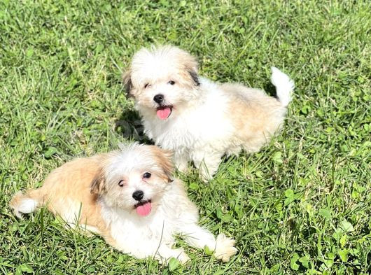 Mini Boy Teacup Morkie Yavrular