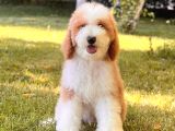 Kahve Beyaz Particolor Labradoodle Yavrular