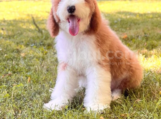 Kahve Beyaz Particolor Labradoodle Yavrular görsel