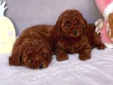 Red Brown Mini Toy Poodle Yavrular