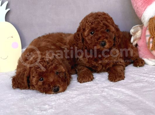 Red Brown Mini Toy Poodle Yavrular görsel