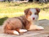 Avustralya Çoban Köpeği Ausie Yavruları