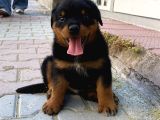 macae Rottweiler son erkek