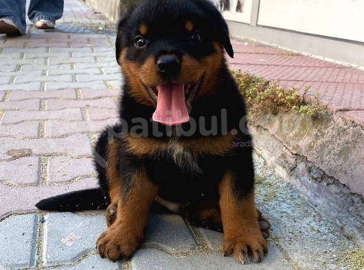 Macae Rottweiler Son Erkek