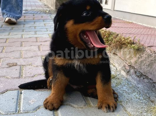 Macae Rottweiler Son Erkek görsel