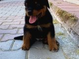 Macae Rottweiler Son Erkek