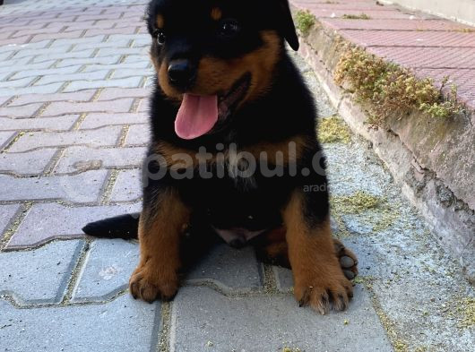 Macae Rottweiler Son Erkek görsel