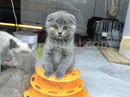 Pandalarımız Sizi Bekliyor görsel