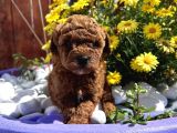 Efsane Kore Red Toy Poodle Yavrular