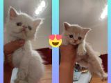 2 aylık yavrularimiz yuva Arıyor-sahiplendirme-ucretsiz