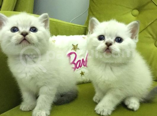 Brtish Shorthair Safkan Barbie Kızlarım görsel