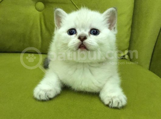 Brtish Shorthair Safkan Barbie Kızlarım görsel
