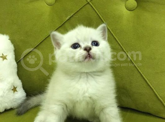 Brtish Shorthair Safkan Barbie Kızlarım görsel