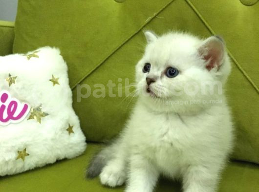 Brtish Shorthair Safkan Barbie Kızlarım görsel