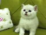Brtish Shorthair Safkan Barbie Kızlarım