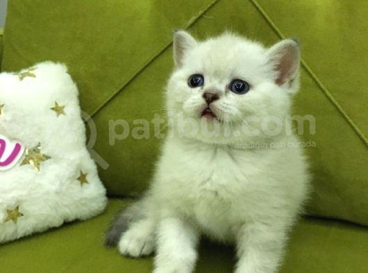 Brtish Shorthair Safkan Barbie Kızlarım