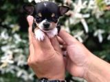 teacup bebekler