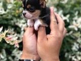 Teacup Bebekler