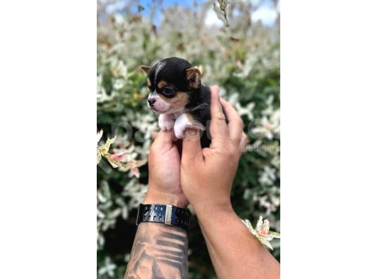 Teacup Bebekler görsel