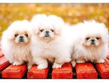 Mini boy puppy küt Burun PEKİNEZ CİNSİ BEBEKLERİMİZ 