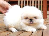 Mini Boy Puppy Küt Burun Peki̇nez Ci̇nsi̇ Bebekleri̇mi̇z 