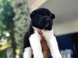 Ameri̇kan Aki̇ta Bebekler