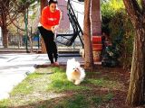 Orjinal Kore Maltese  Dişi Yetişkin