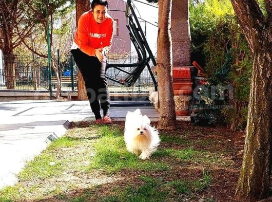 Orjinal Kore Maltese  Dişi Yetişkin görsel