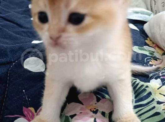 Beyaz Mavi Gözlü Yavrular Ve Britsh Shothair Golden görsel