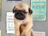 Pugmops Bebeklerim