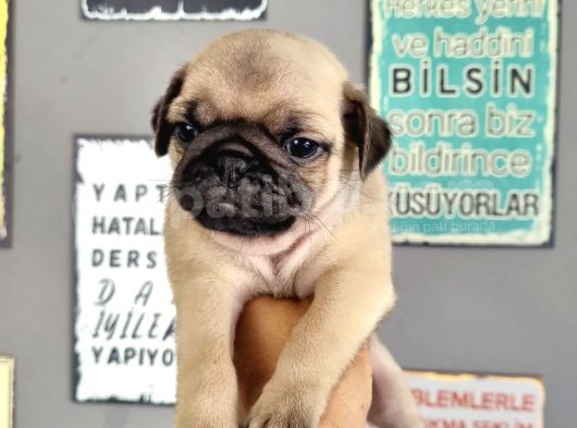 Pugmops Bebeklerim görsel