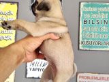 Pugmops Bebeklerim