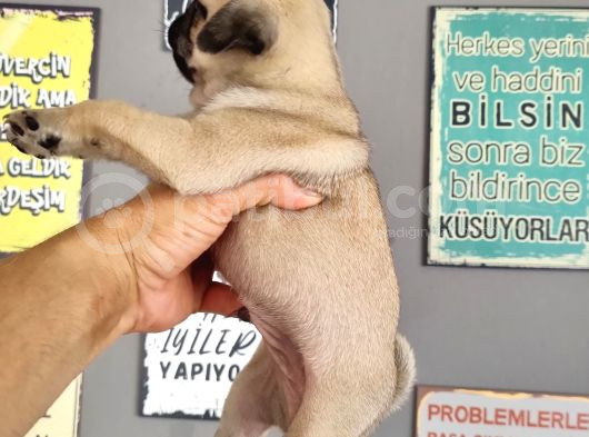 Pugmops Bebeklerim görsel