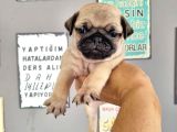 Pugmops Bebeklerim
