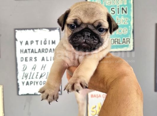 Pugmops Bebeklerim görsel